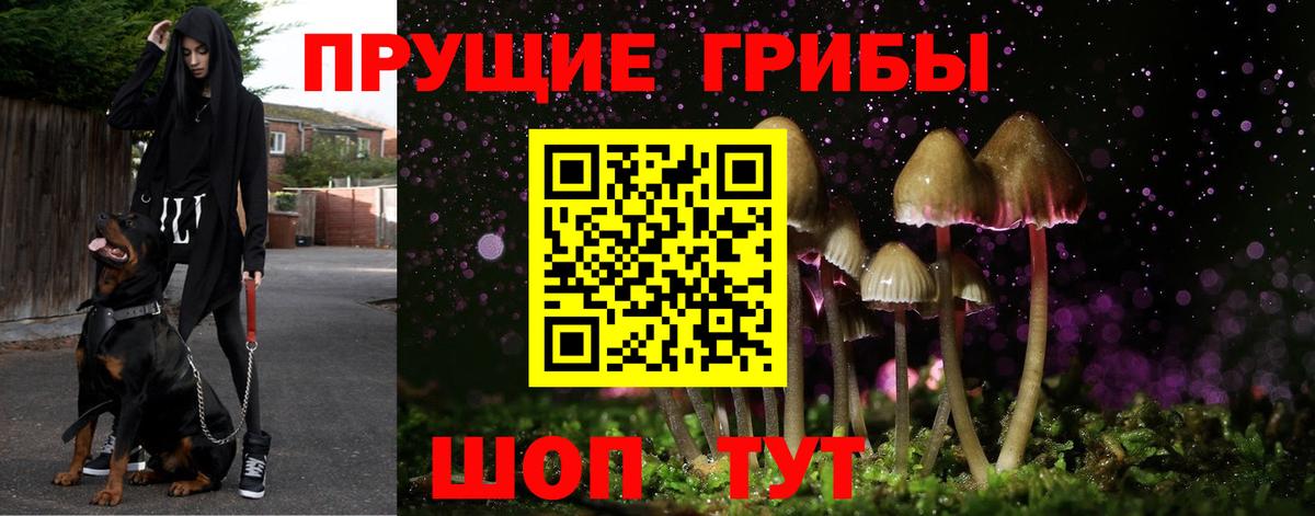 Кингисепп  Псилоцибиновые грибы Psilocybe  как найти закладки  Вход с VPN 